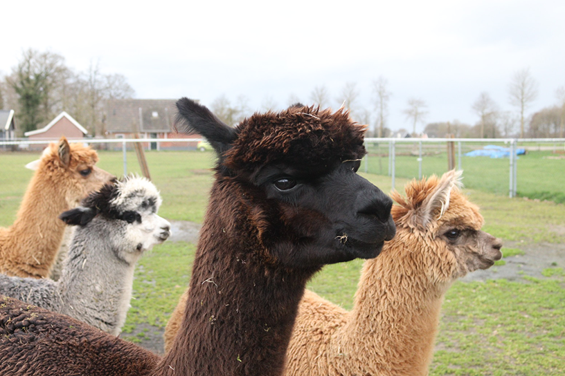 Wandelen met een alpaca
